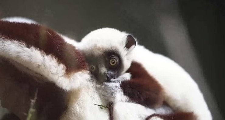 лемур детеныш