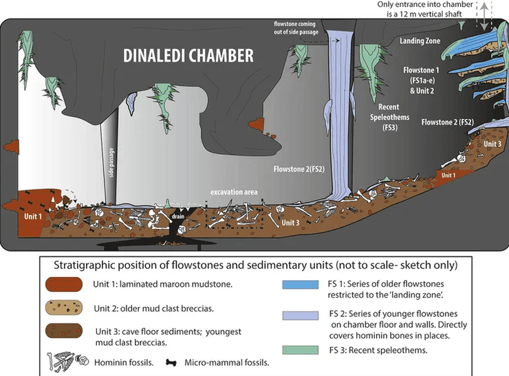 Пещерная система Восходящая звезда, Колыбель человечества, находки ископаемых гоминидов, Homo naledi, погребальная камера, ранние люди, погребальные ритуалы, исследования пещеры Восходящая звезда, останки гоминидов, археологический памятник
