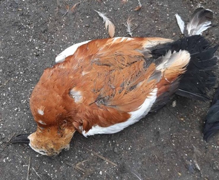 заповедник, отравления, птицы, аскания-нова, Госпродпотребслужба