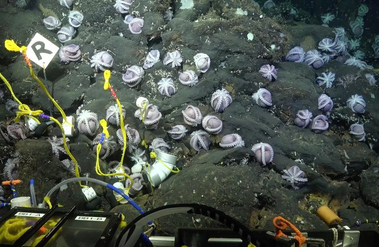 питомник осминогов