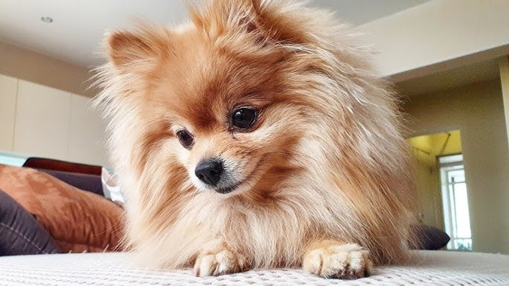 Брат с сестрой поссорились из-за приглашения на свадьбу собаки, пес, курьезы, брак, церемония бракосочетания