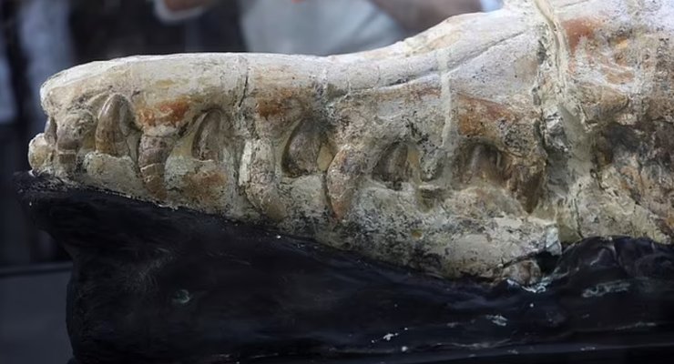 Череп, базилозавр