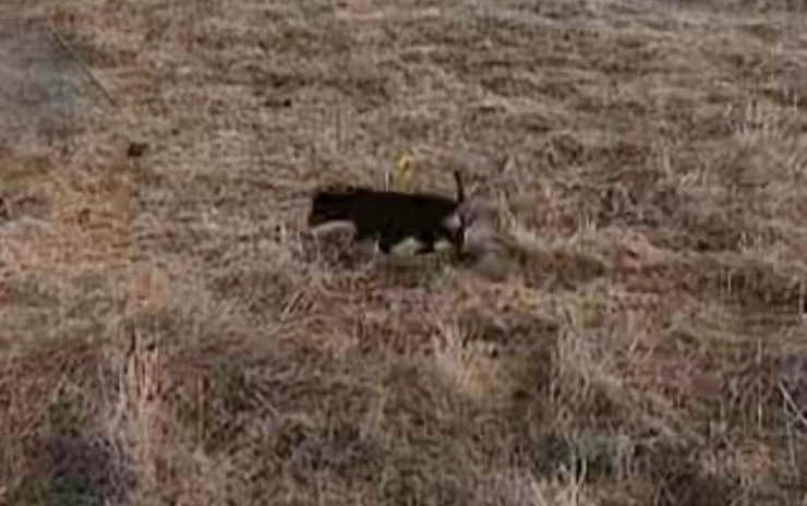 Блукаючий собака в кадрі фотопастки