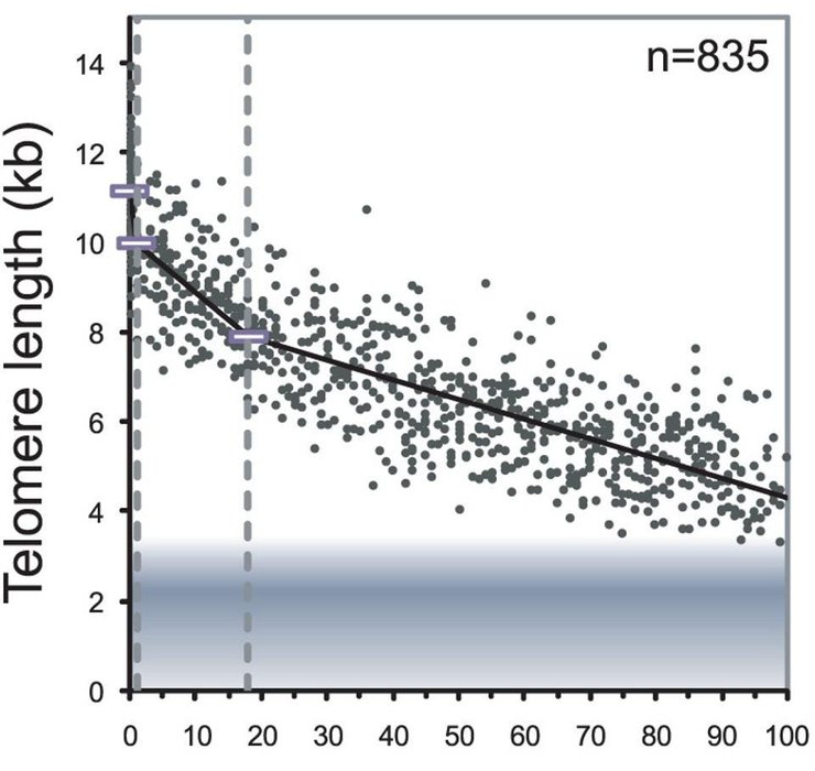 график, длина теломер