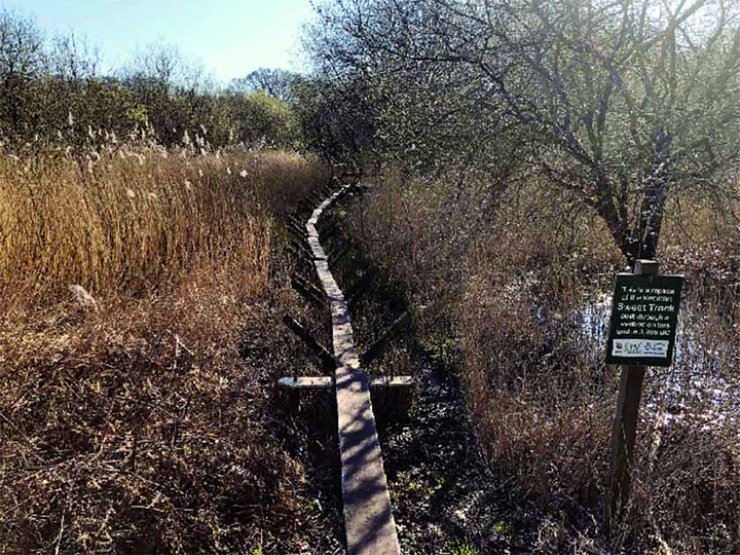 неолит, дорога, путь, история, бронза, болото, передвижение, транспортировка, доски, датировка, гниение, артефакт, наследие ЮНЕСКО, Британия