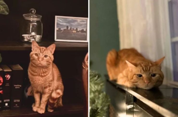 Реакция кота на развод пары и переезд владельца вызвала шквал комментариев в интернете