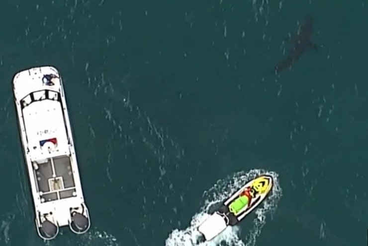 нападение акулы, австралия