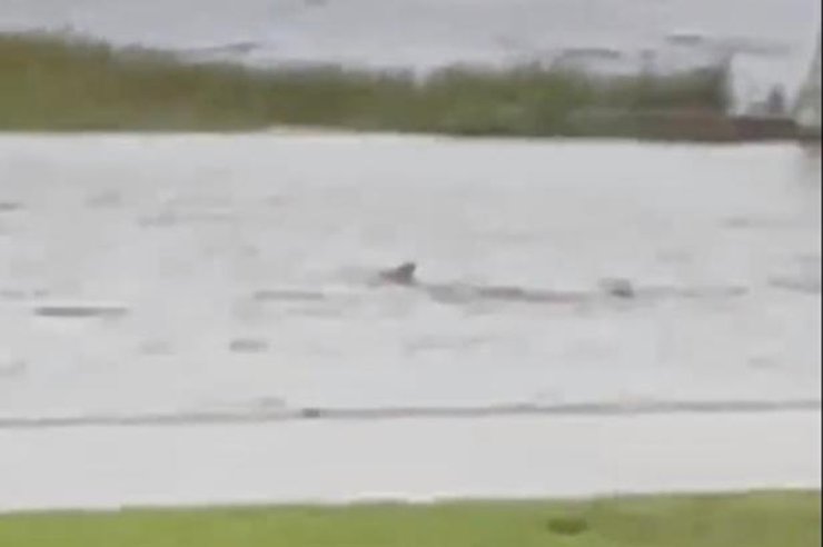 Акула запливла надвір під час шторму. акула на вулиці, ураган Ієн, флорида ураган