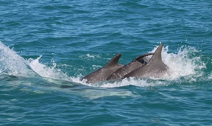 океан дельфіни афаліни