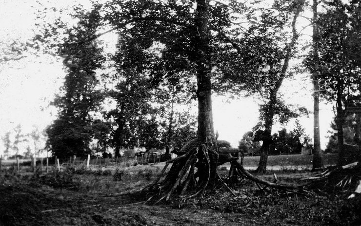 дерево землетрясение