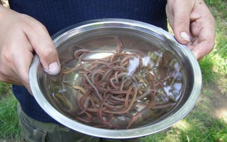 фото, черви