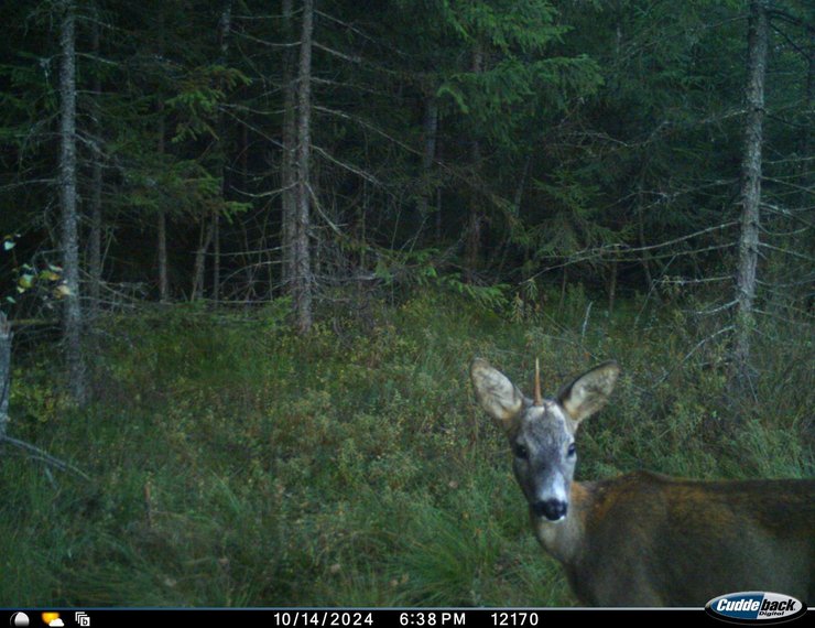 карпатский единорог, самец косули, однорогая косуля, однорогий самец косули