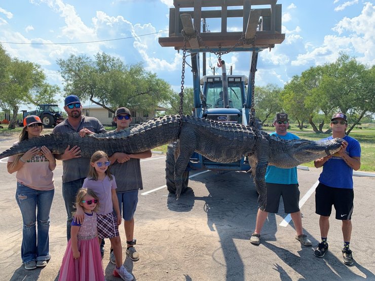 аллигатор фото, Самый большой аллигатор, охота на аллигаторов, охота на крокодилов, охота на крокодилов Техас