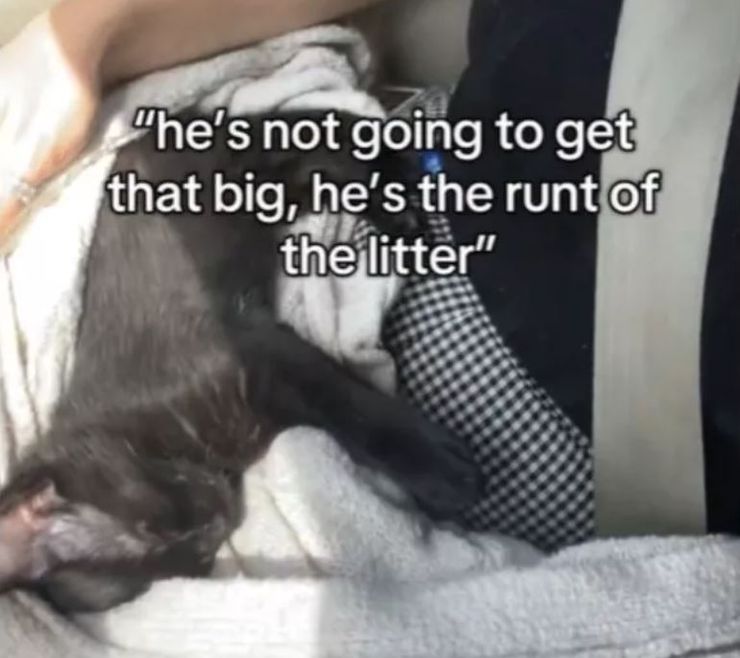 Чорне кошеня перетворилось за вісім місяців на пуму, як таке можливо, курйозна історія, приколи, цікаві випадки з життя