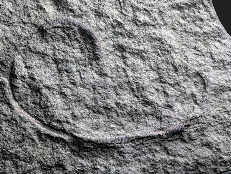 ископаемое червь