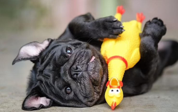 собака, іграшка