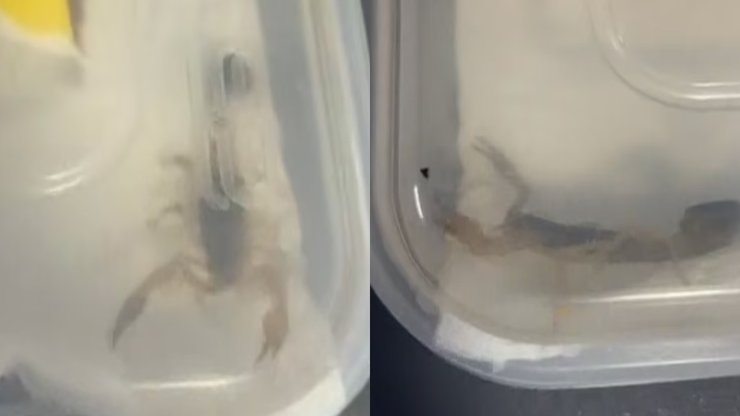 Скорпион, ядовитый скорпион, опасное создание, укус скорпиона, поймали скорпиона, скорпион в посылке, необычная находка