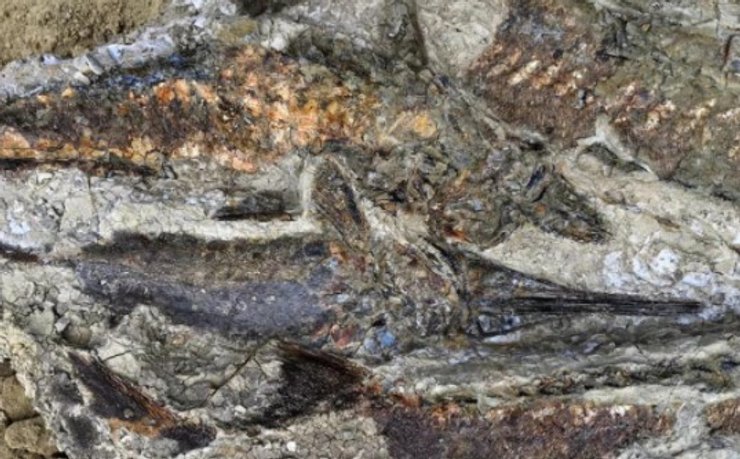 Останки риб, скам'янілості, ділянка Таніс, США