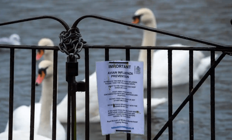 лебеди, птичий грипп