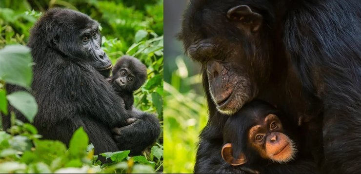 горилла шимпанзе