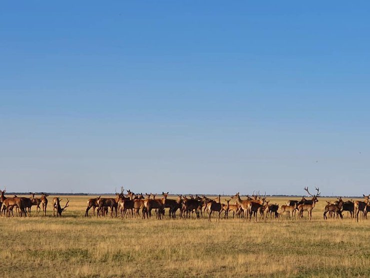 Животные Херсонщины