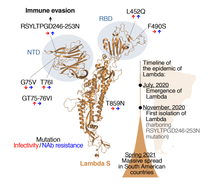 мутации, лямбда-вариант, коронавирус