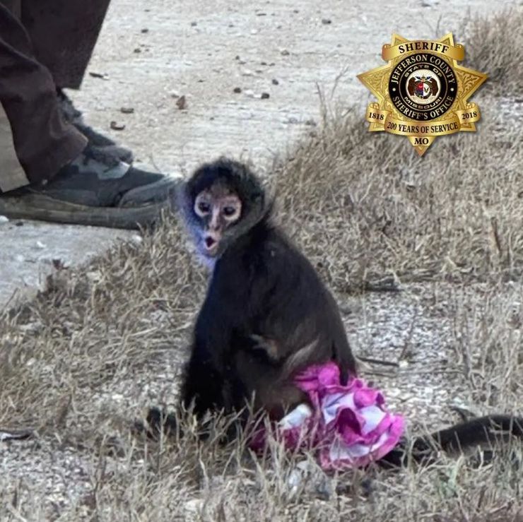 На шосе в США знайшли мавпу в рожевій спідниці, як вона там опинилася, всі подробиці