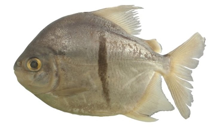 пиранья око саурона