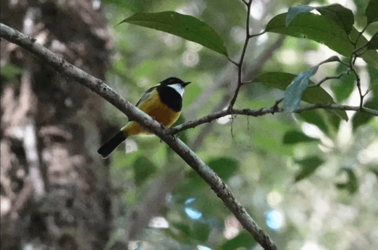 птица, ядовитая птица, румяноногий колокольчик