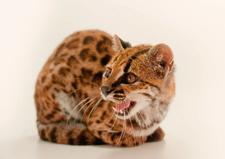 кот новой породы Leopardus tilcayo