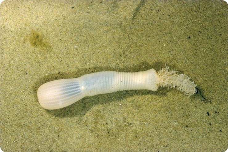 пріапуліди, пісок, фото