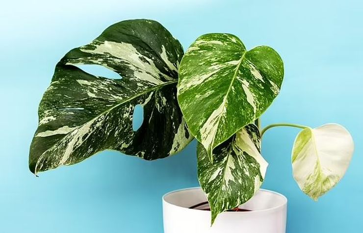 Монстера опасна для детей и животных.