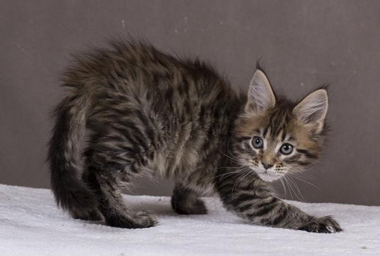 мейн-кун, котенок