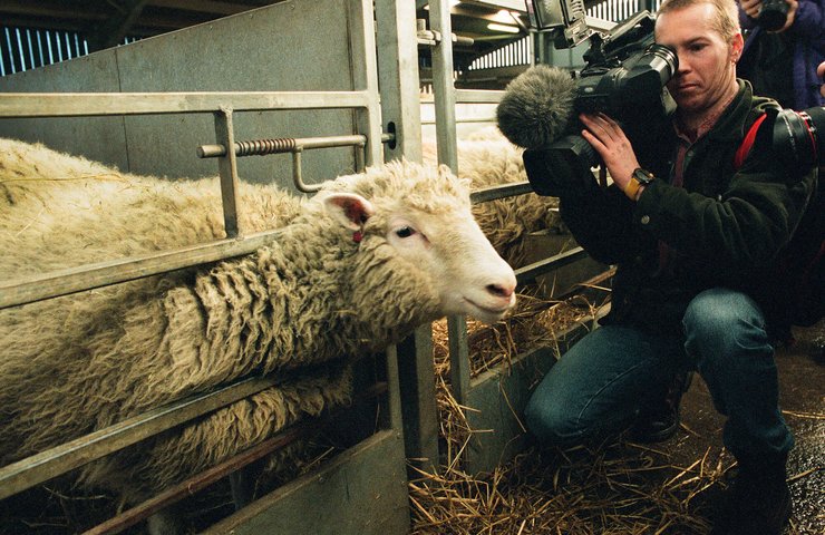 клонирование, овечка Долли, клоны