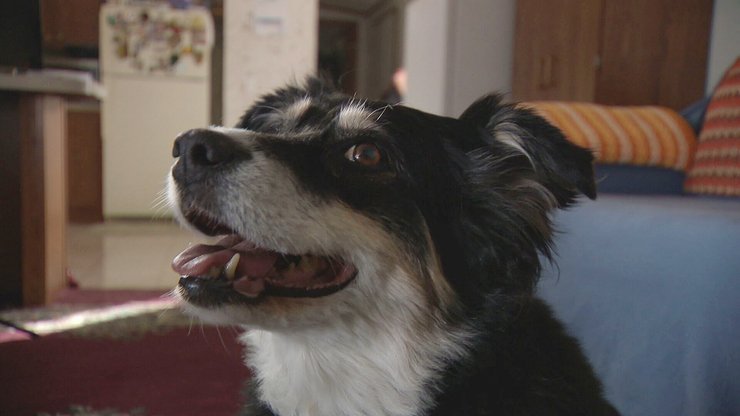 Лулу, миллионы, наследство, собака, США