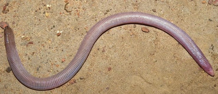 ящерица, ящерица новый вид, новый вид ящерица