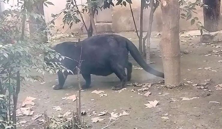 Пантера налякала відвідувачів зоопарку своїми феноменальними габаритами, чи правда, що вона проковтнула людину