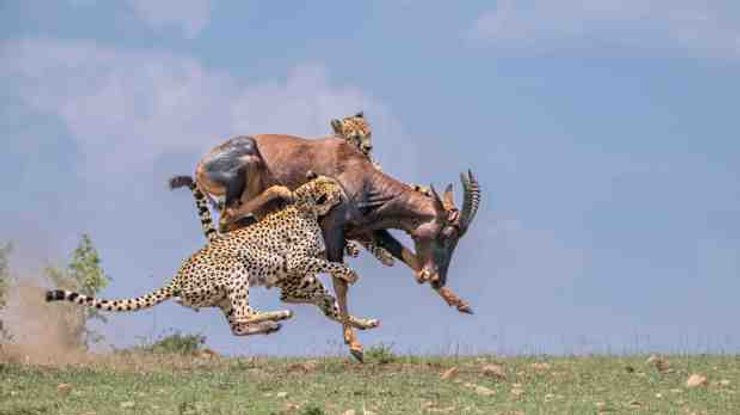 Леопарды на охоте