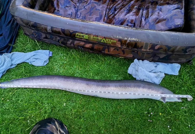 Рыбак выловил самого большого угря в Великобритании, Стив Рикетс, улов, рыбалка, хобби, титул, курьезы, интересные новости