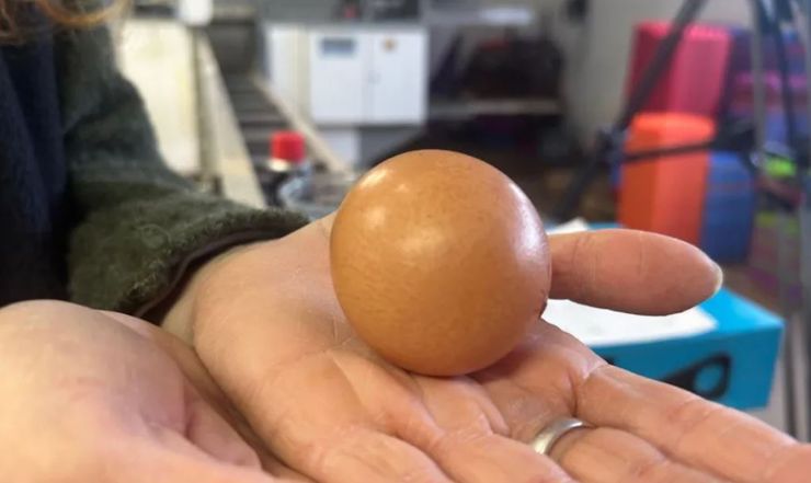 Куряче яйце цікавої форми продали за більш ніж 500 доларів, в чому його унікальність, Велика Британія