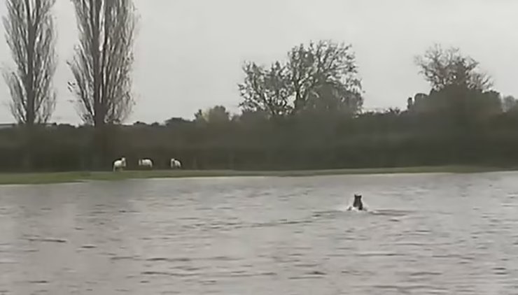 Собака спасла овец, овчарка, овцы, наводнение в Британии, наводнение, шторм Бабет, фермер