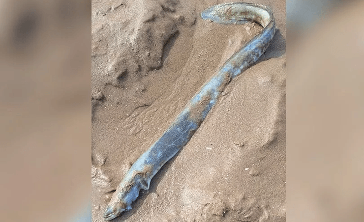 Пляж, люди на пляже, прогулка на пляже, женщина нашла на пляже, загадочное существо, выбросило на пляж, угорь, рыба,