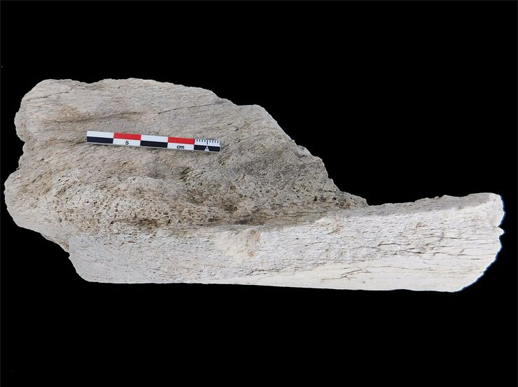 Кам'яні знаряддя залишають сліди на кістках