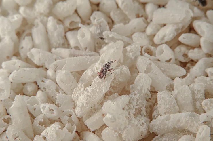 рис, рисовые долгоносики, рис вредители