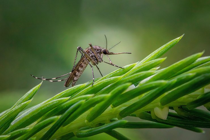 В Україні зростає загроза від нового виду комара Aedes albopictus