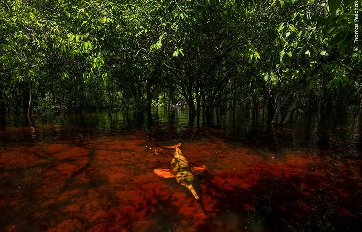 фотграф дикої природи, фотграф дикої природи, фотграф дикої природи, фотграф дикої природи, фотграф дикої природи рожевий дельфін