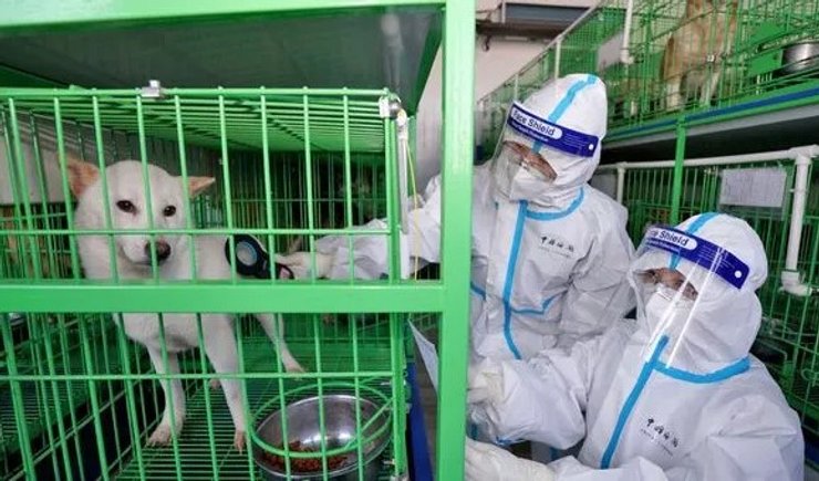 собака, лаборатория, ученые