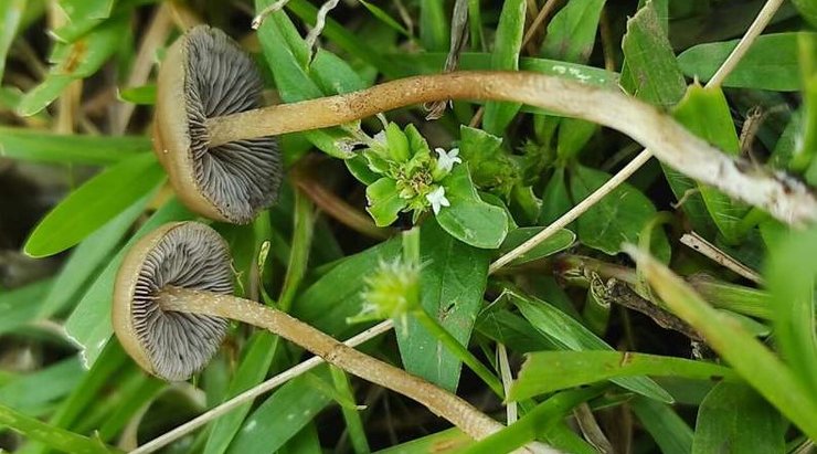 психоактивные грибы новый вид