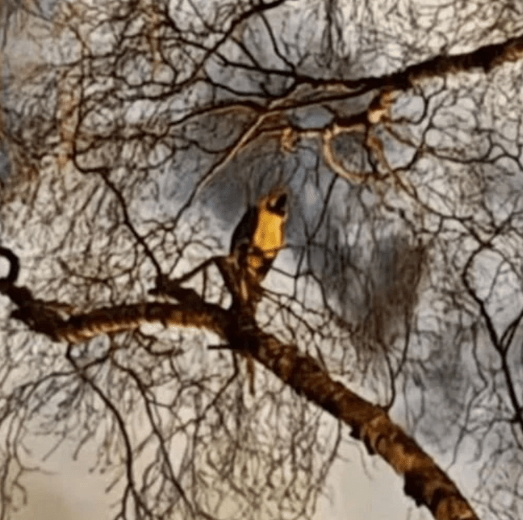 Ругательного попугая спасли в Швеции, он застрял на дереве и оскорблял спасателей, которые хотели ему помочь