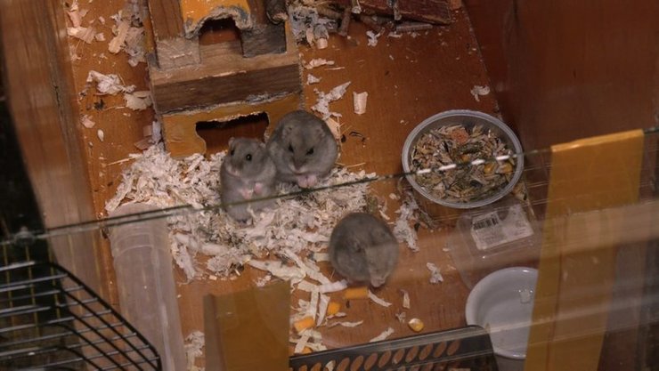 хом'яки, херсонська область